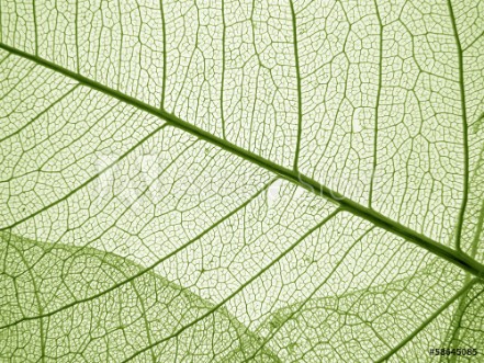 Picture of Green leaf texture